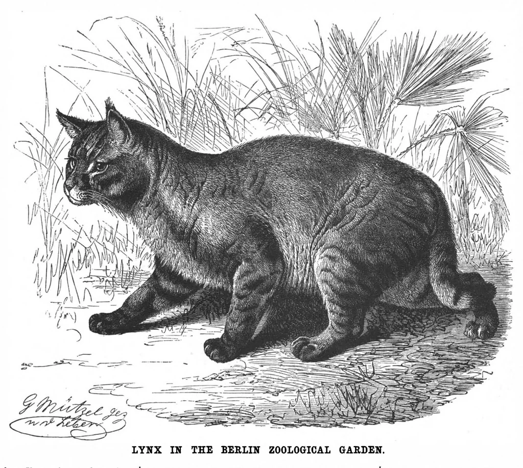 An illustration from Scientific American, Vol. 60, No. 24 (June 1889), 1889, leaf 8