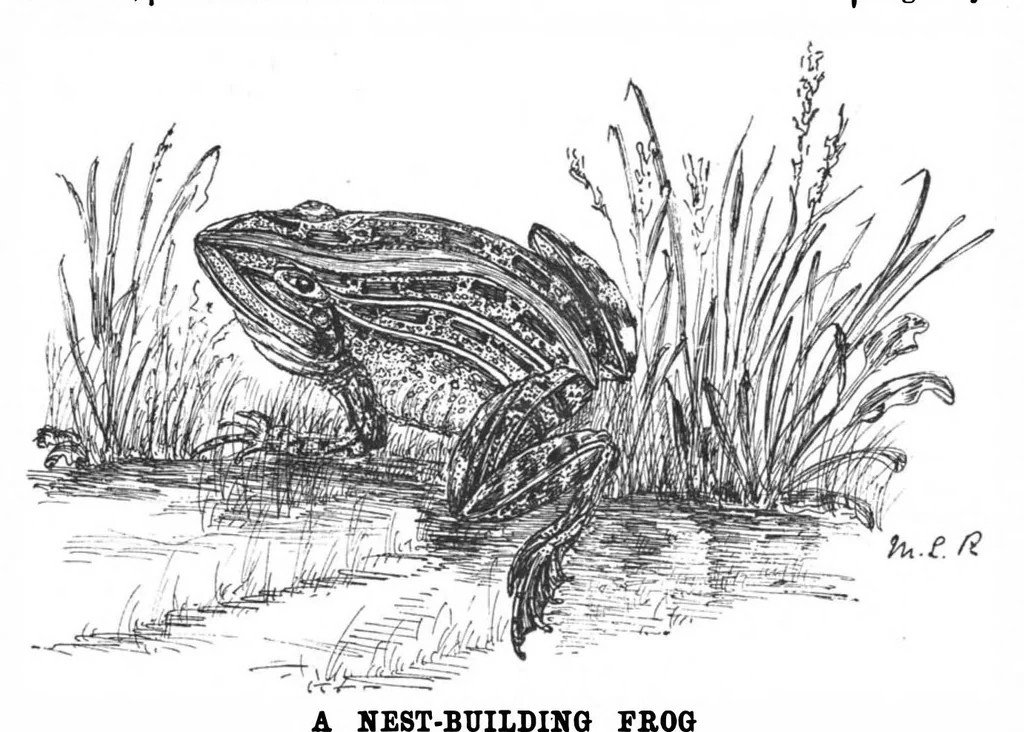 An illustration from Scientific American, Vol. 61, No. 3 (July 1889), 1889, leaf 8