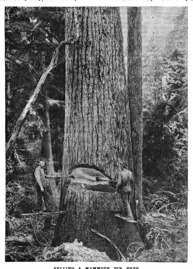 An illustration from Scientific American, Vol. 61, No. 8 (August 1889), 1889, leaf 8