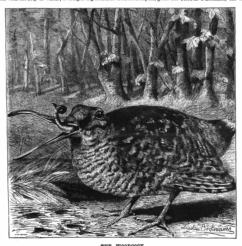 An illustration from Scientific American, Vol. 61, No. 13 (September 1889), 1889, leaf 7