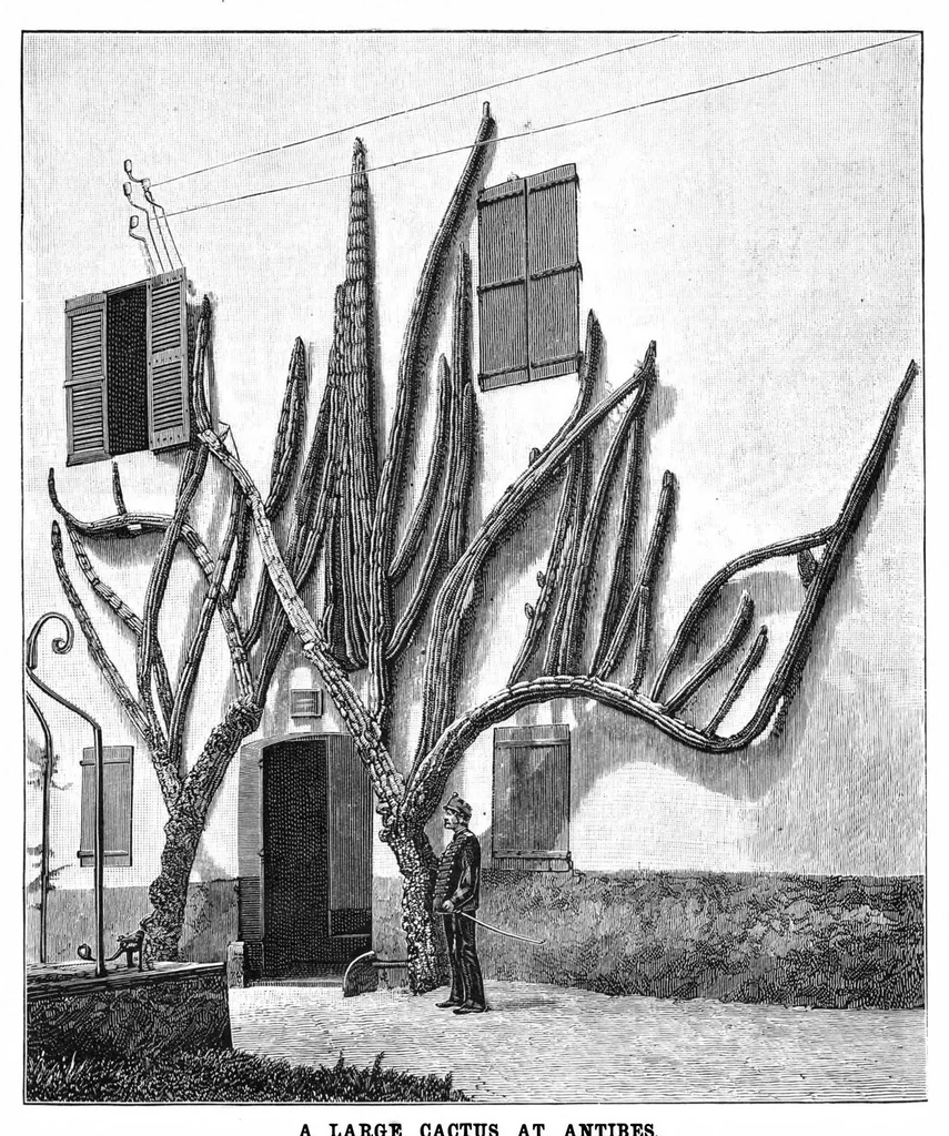 An illustration from Scientific American, Vol. 61, No. 23 (December 1889), 1889, leaf 8