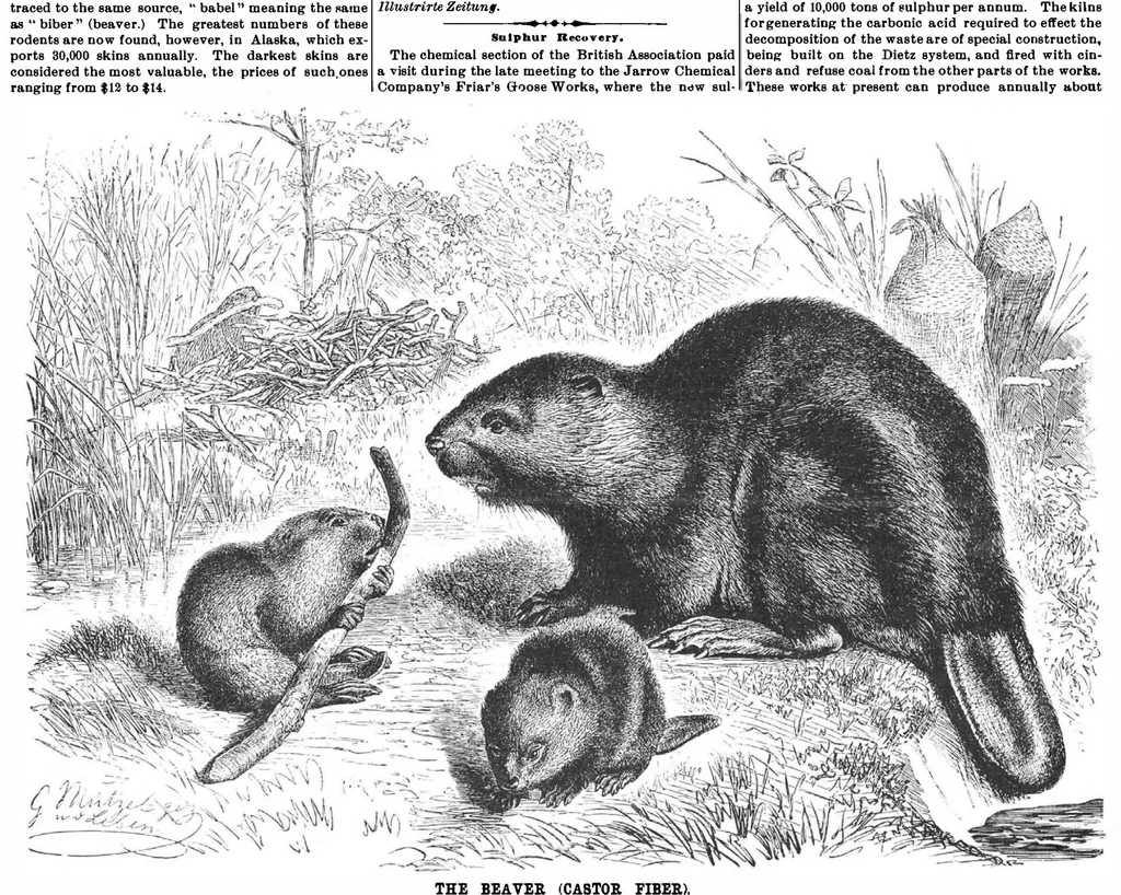 An illustration from Scientific American, Vol. 61, No. 24 (December 1889), 1889, leaf 4