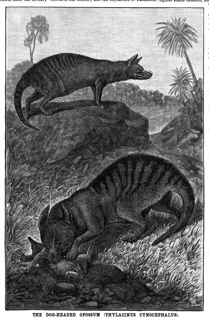 An illustration from Scientific American, Vol. 62, No. 7 (February 1890), 1890, leaf 8
