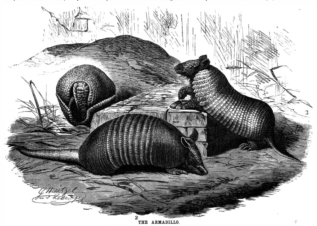 An illustration from Scientific American, Vol. 62, No. 9 (March 1890), 1890, leaf 8
