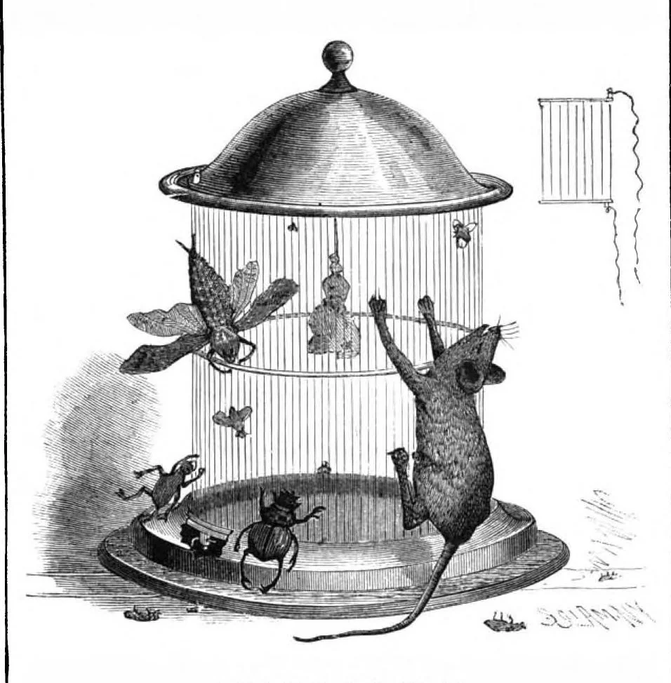 An illustration from Scientific American, Vol. 63, No. 1 (July 1890), 1890, leaf 8