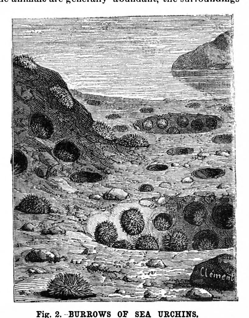 An illustration from Scientific American, Vol. 63, No. 2 (July 1890), 1890, leaf 8