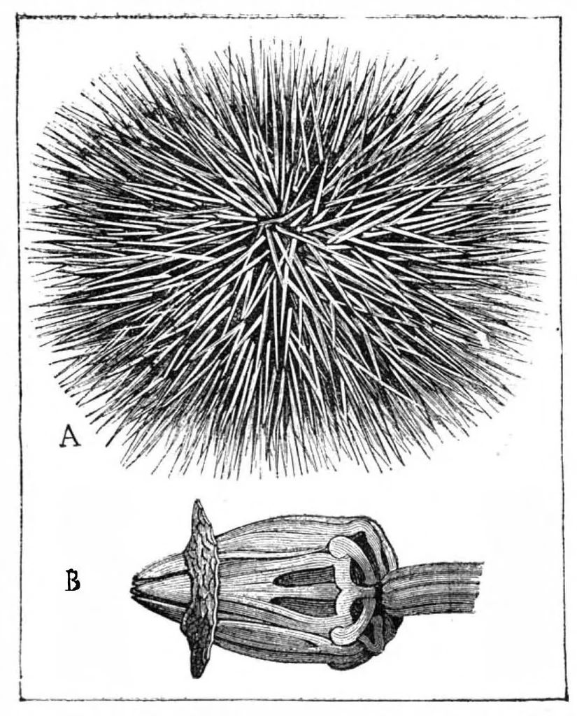 An illustration from Scientific American, Vol. 63, No. 2 (July 1890), 1890, leaf 8