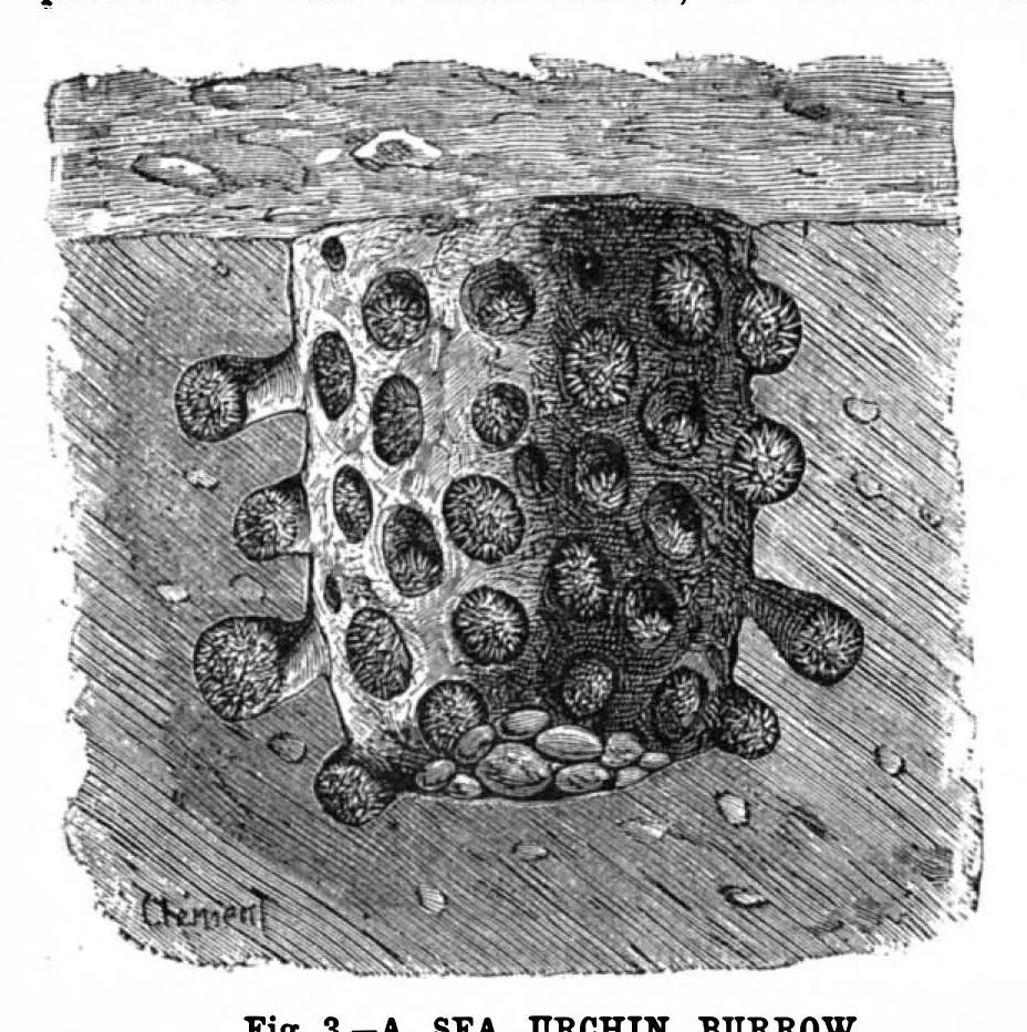 An illustration from Scientific American, Vol. 63, No. 2 (July 1890), 1890, leaf 8