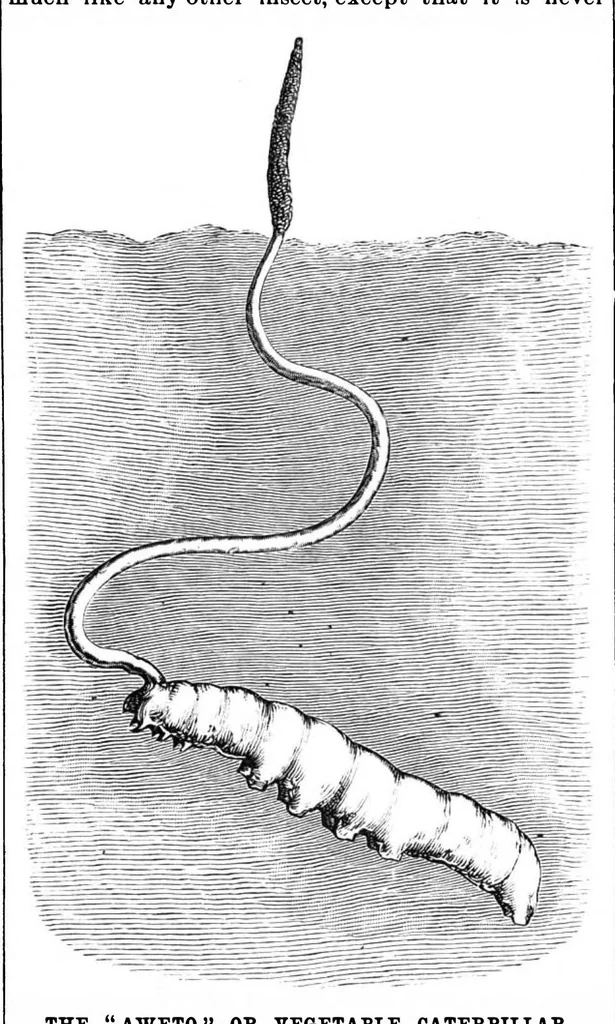 An illustration from Scientific American, Vol. 63, No. 13 (September 1890), 1890, leaf 10