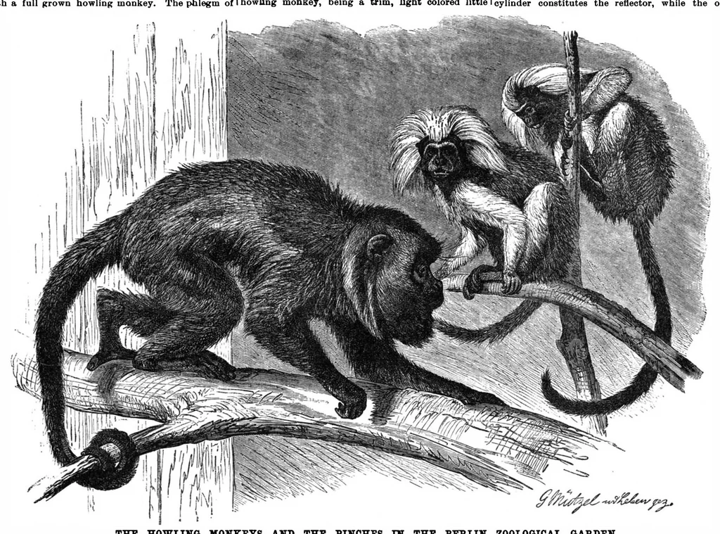 An illustration from Scientific American, Vol. 63, No. 16 (October 1890), 1890, leaf 7