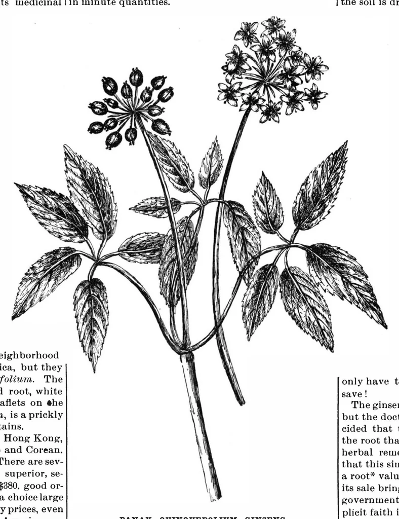 An illustration from Scientific American, Vol. 64, No. 2 (January 1891), 1891, leaf 4
