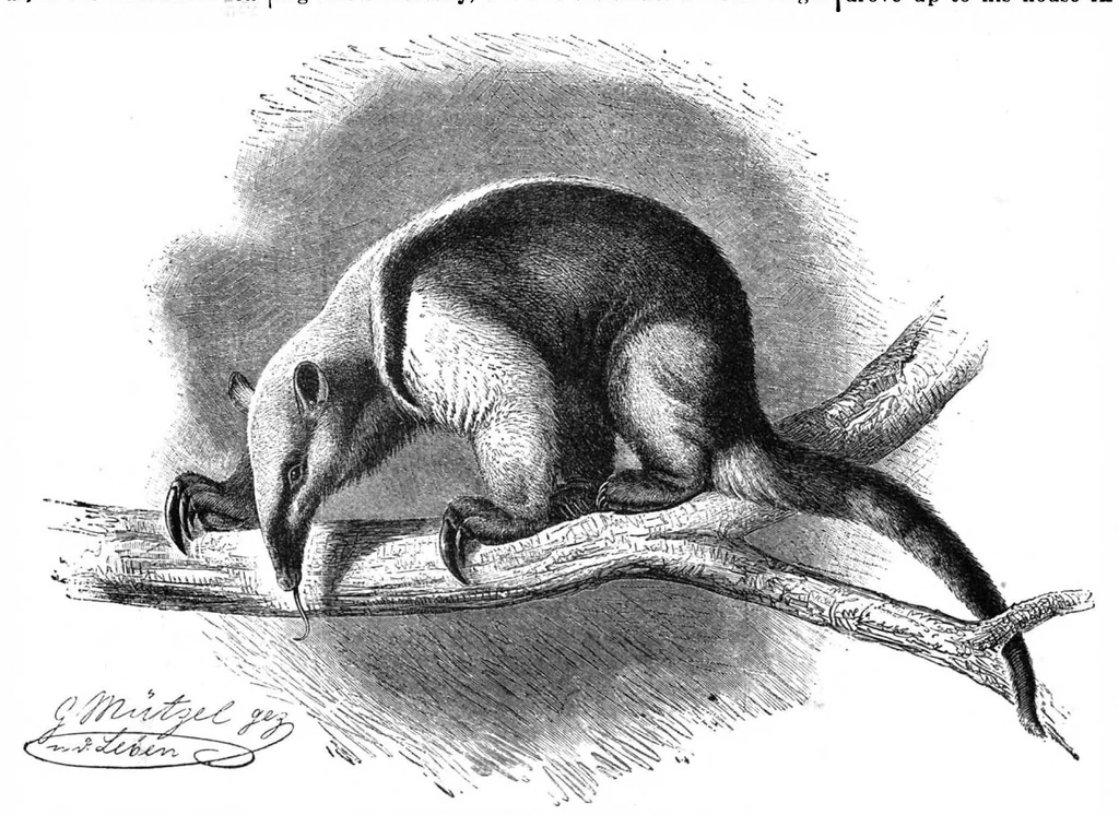 An illustration from Scientific American, Vol. 64, No. 4 (January 1891), 1891, leaf 7