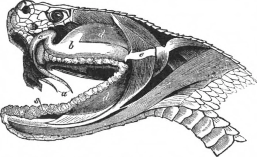 An illustration from Scientific American, Vol. 64, No. 11 (March 1891), 1891, leaf 2