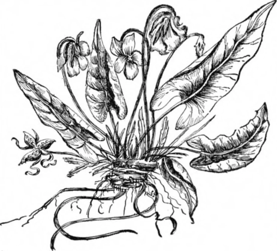 An illustration from Scientific American, Vol. 64, No. 11 (March 1891), 1891, leaf 2