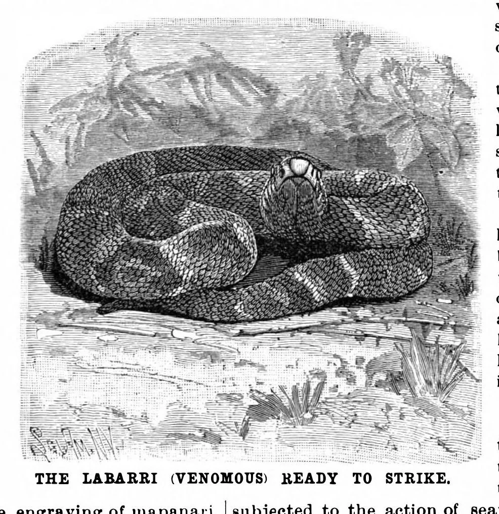 An illustration from Scientific American, Vol. 65, No. 6 (August 1891), 1891, leaf 8