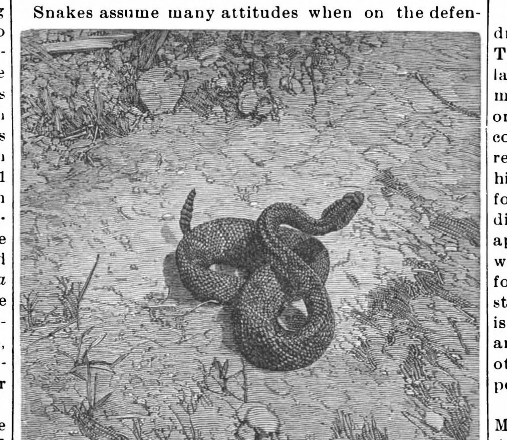 An illustration from Scientific American, Vol. 65, No. 6 (August 1891), 1891, leaf 8