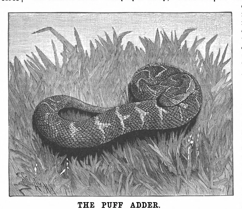 An illustration from Scientific American, Vol. 65, No. 8 (August 1891), 1891, leaf 10