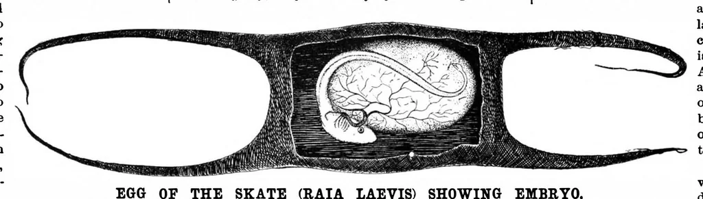 An illustration from Scientific American, Vol. 65, No. 8 (August 1891), 1891, leaf 4