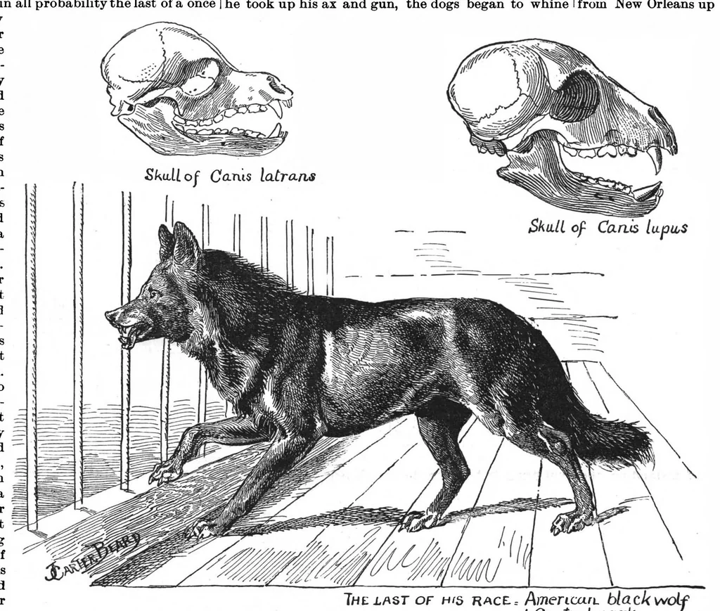 An illustration from Scientific American, Vol. 67, No. 3 (July 1892), 1892, leaf 10