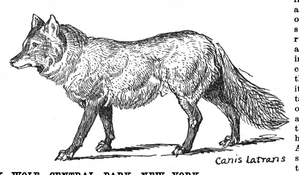 An illustration from Scientific American, Vol. 67, No. 3 (July 1892), 1892, leaf 10