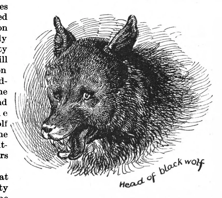 An illustration from Scientific American, Vol. 67, No. 3 (July 1892), 1892, leaf 10