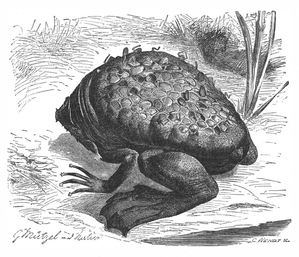 An illustration from Scientific American, Vol. 67, No. 14 (October 1892), 1892, leaf 10