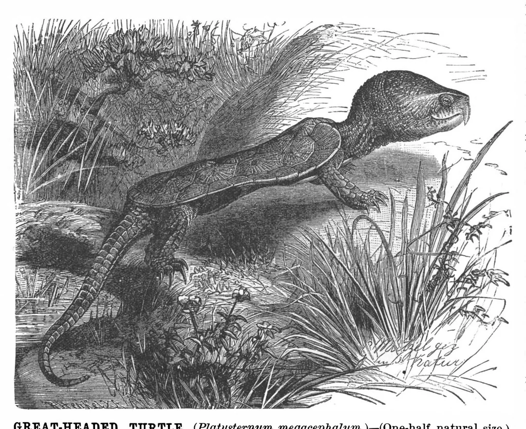 An illustration from Scientific American, Vol. 67, No. 15 (October 1892), 1892, leaf 10