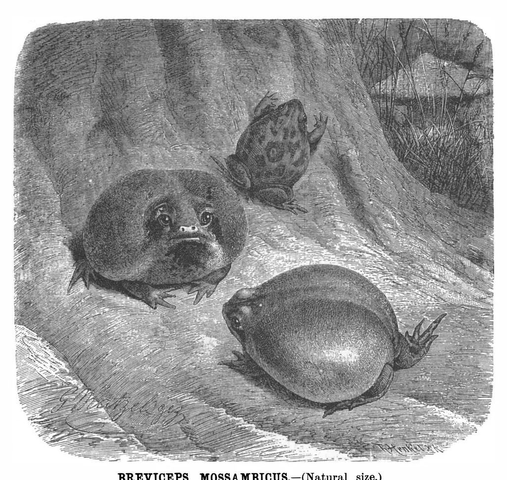An illustration from Scientific American, Vol. 67, No. 15 (October 1892), 1892, leaf 4