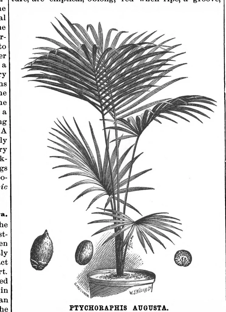 An illustration from Scientific American, Vol. 67, No. 20 (November 1892), 1892, leaf 5