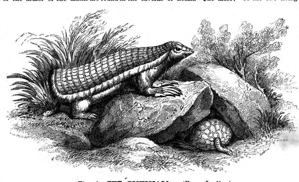 An illustration from Scientific American, Vol. 68, No. 5 (February 1893), 1893, leaf 10