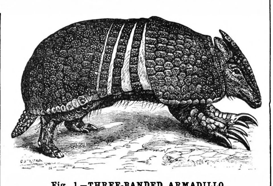 An illustration from Scientific American, Vol. 68, No. 5 (February 1893), 1893, leaf 10