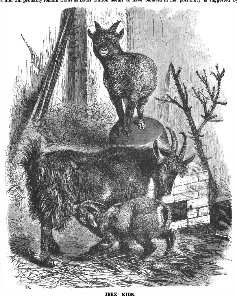 An illustration from Scientific American, Vol. 68, No. 8 (February 1893), 1893, leaf 10