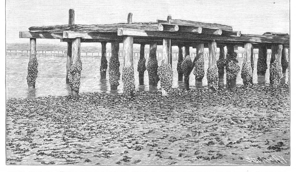 An illustration from Scientific American, Vol. 68, No. 8 (February 1893), 1893, leaf 8