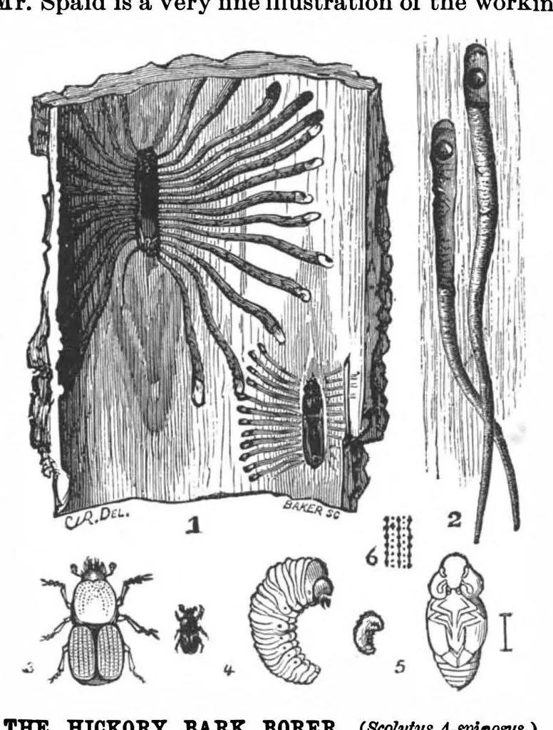 An illustration from Scientific American, Vol. 68, No. 10 (March 1893), 1893, leaf 3