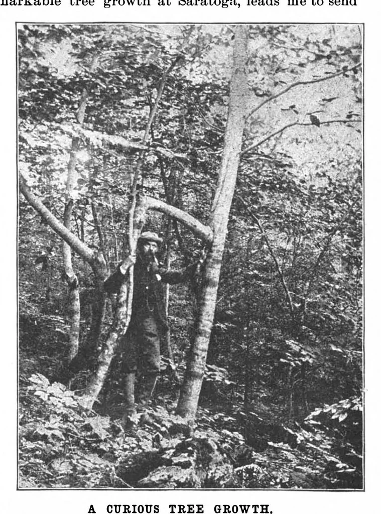 An illustration from Scientific American, Vol. 68, No. 25 (June 1893), 1893, leaf 5