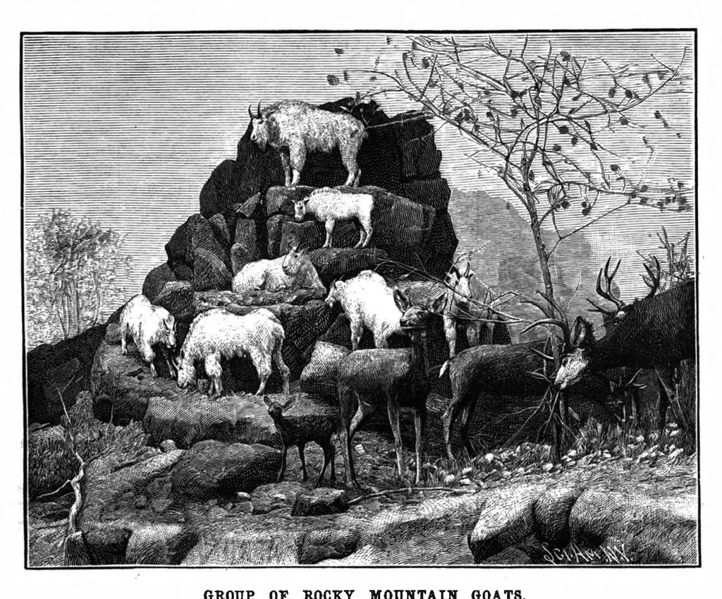 An illustration from Scientific American, Vol. 69, No. 3 (July 1893), 1893, leaf 8