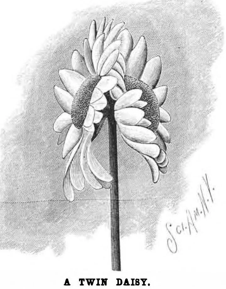 An illustration from Scientific American, Vol. 69, No. 9 (August 1893), 1893, leaf 10