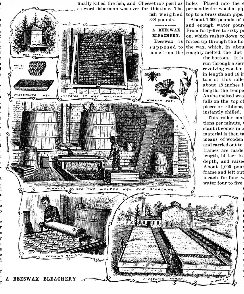 An illustration from Scientific American, Vol. 69, No. 19 (November 1893), 1893, leaf 8