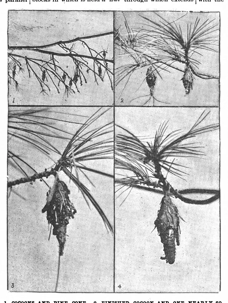 An illustration from Scientific American, Vol. 70, No. 3 (January 1894), 1894, leaf 10