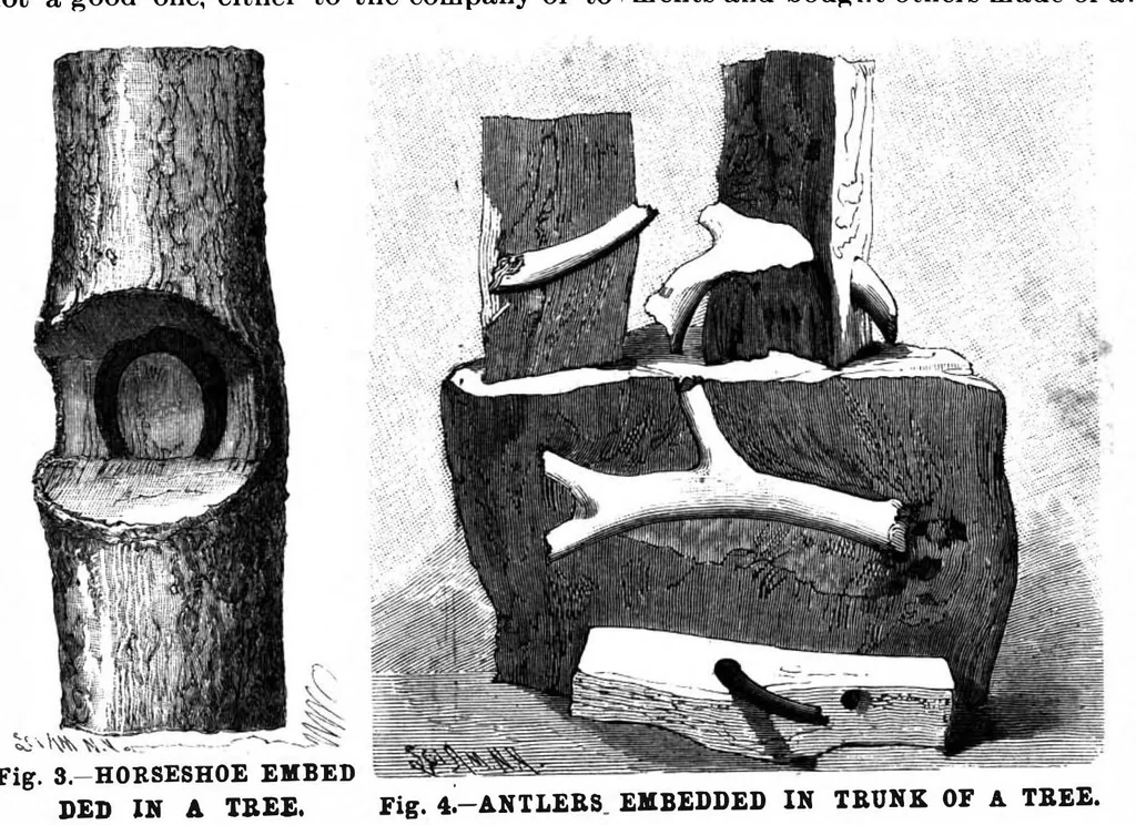 An illustration from Scientific American, Vol. 70, No. 6 (February 1894), 1894, leaf 8
