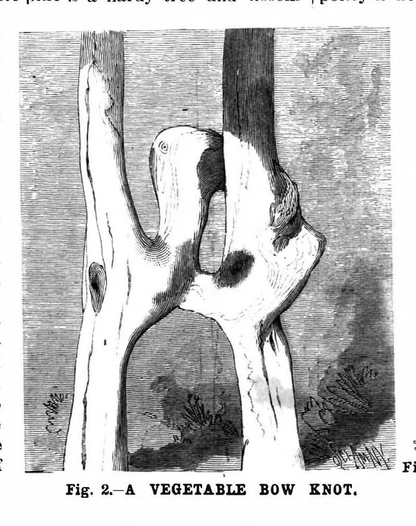An illustration from Scientific American, Vol. 70, No. 6 (February 1894), 1894, leaf 8