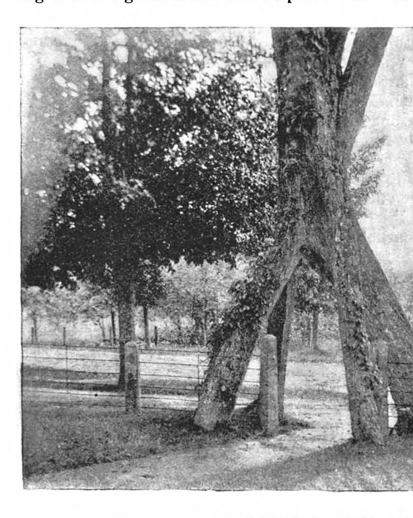 An illustration from Scientific American, Vol. 70, No. 10 (March 1894), 1894, leaf 3