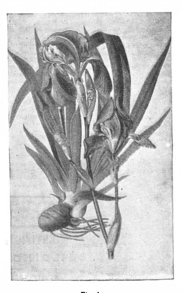 An illustration from Scientific American, Vol. 70, No. 18 (May 1894), 1894, leaf 10