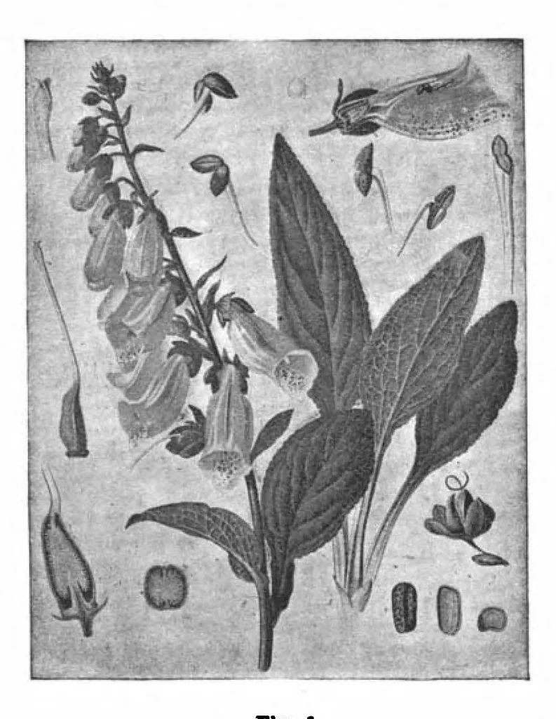 An illustration from Scientific American, Vol. 70, No. 18 (May 1894), 1894, leaf 10