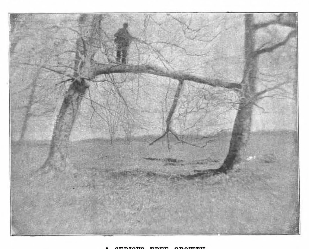 An illustration from Scientific American, Vol. 70, No. 23 (June 1894), 1894, leaf 7