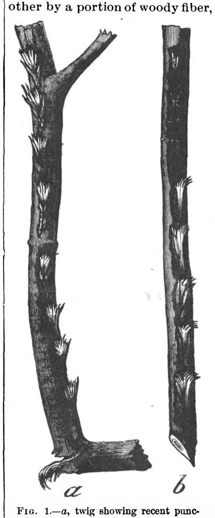 An illustration from Scientific American, Vol. 70, No. 24 (June 1894), 1894, leaf 9