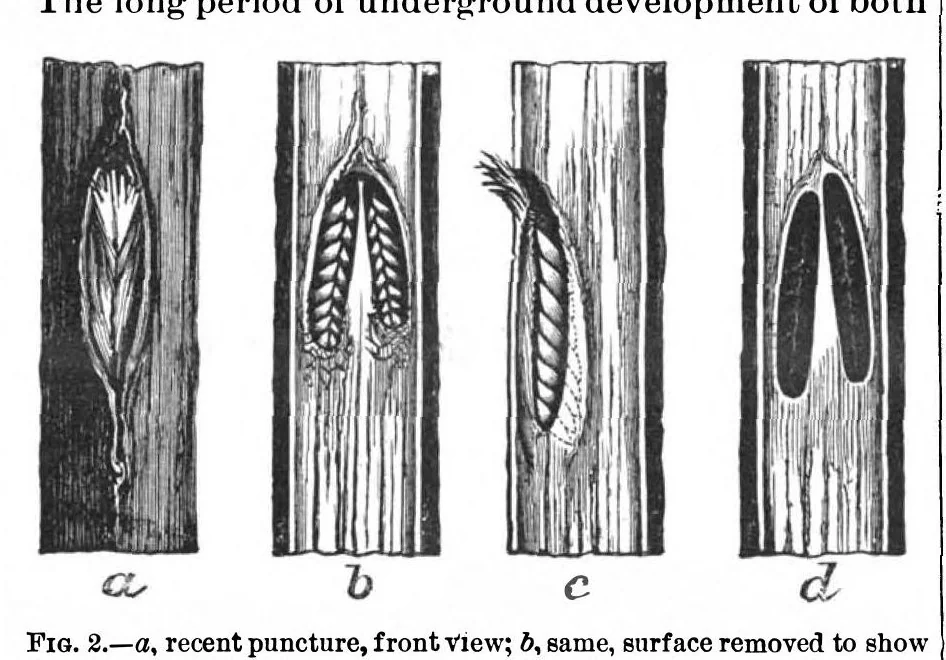An illustration from Scientific American, Vol. 70, No. 24 (June 1894), 1894, leaf 9