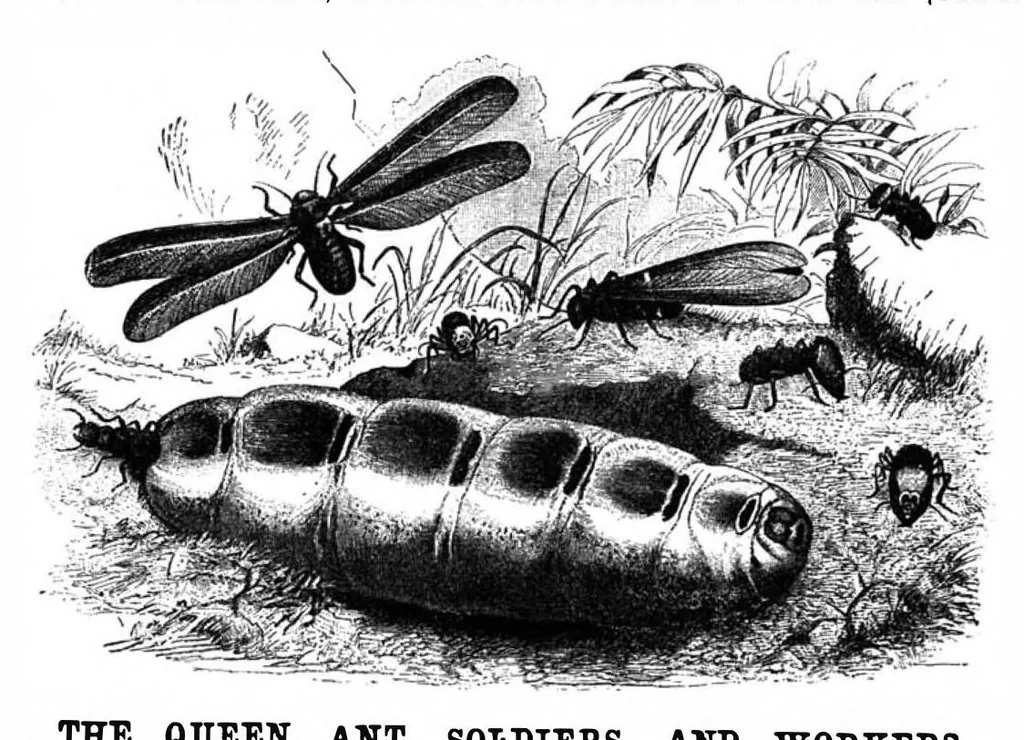 An illustration from Scientific American, Vol. 71, No. 1 (July 1894), 1894, leaf 8