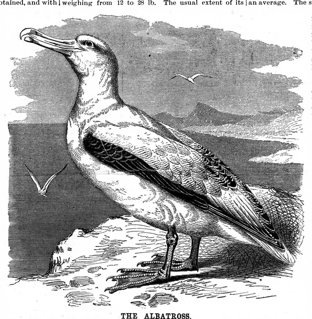 An illustration from Scientific American, Vol. 71, No. 3 (July 1894), 1894, leaf 10