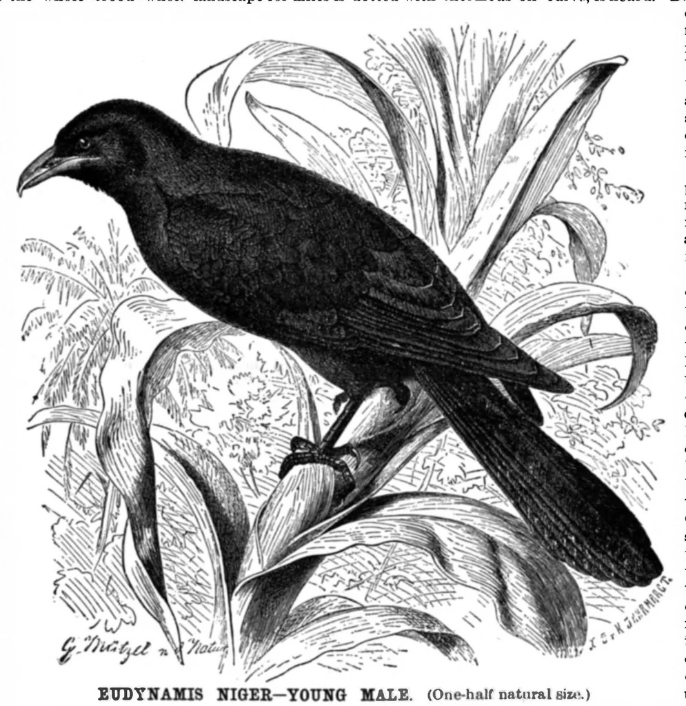 An illustration from Scientific American, Vol. 71, No. 4 (July 1894), 1894, leaf 10